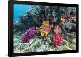 Profusion of hard and soft corals on Tengah Kecil Island, Komodo Nat'l Park, Flores Sea, Indonesia-Michael Nolan-Framed Photographic Print