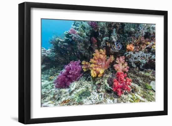 Profusion of hard and soft corals on Tengah Kecil Island, Komodo Nat'l Park, Flores Sea, Indonesia-Michael Nolan-Framed Photographic Print