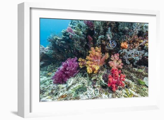 Profusion of hard and soft corals on Tengah Kecil Island, Komodo Nat'l Park, Flores Sea, Indonesia-Michael Nolan-Framed Photographic Print