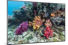 Profusion of hard and soft corals on Tengah Kecil Island, Komodo Nat'l Park, Flores Sea, Indonesia-Michael Nolan-Mounted Photographic Print