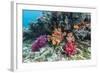 Profusion of hard and soft corals on Tengah Kecil Island, Komodo Nat'l Park, Flores Sea, Indonesia-Michael Nolan-Framed Photographic Print