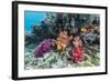 Profusion of hard and soft corals on Tengah Kecil Island, Komodo Nat'l Park, Flores Sea, Indonesia-Michael Nolan-Framed Photographic Print