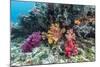 Profusion of hard and soft corals on Tengah Kecil Island, Komodo Nat'l Park, Flores Sea, Indonesia-Michael Nolan-Mounted Photographic Print