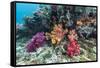 Profusion of hard and soft corals on Tengah Kecil Island, Komodo Nat'l Park, Flores Sea, Indonesia-Michael Nolan-Framed Stretched Canvas