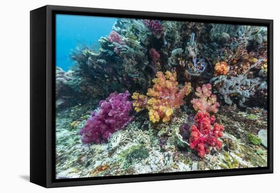 Profusion of hard and soft corals on Tengah Kecil Island, Komodo Nat'l Park, Flores Sea, Indonesia-Michael Nolan-Framed Stretched Canvas