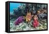 Profusion of hard and soft corals on Tengah Kecil Island, Komodo Nat'l Park, Flores Sea, Indonesia-Michael Nolan-Framed Stretched Canvas