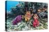 Profusion of hard and soft corals on Tengah Kecil Island, Komodo Nat'l Park, Flores Sea, Indonesia-Michael Nolan-Stretched Canvas