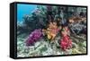 Profusion of hard and soft corals on Tengah Kecil Island, Komodo Nat'l Park, Flores Sea, Indonesia-Michael Nolan-Framed Stretched Canvas