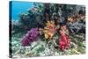 Profusion of hard and soft corals on Tengah Kecil Island, Komodo Nat'l Park, Flores Sea, Indonesia-Michael Nolan-Stretched Canvas