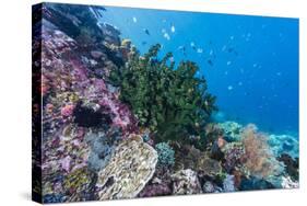 Profusion of hard and soft corals on Tengah Kecil Island, Komodo Nat'l Park, Flores Sea, Indonesia-Michael Nolan-Stretched Canvas
