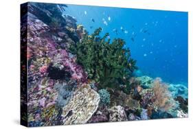 Profusion of hard and soft corals on Tengah Kecil Island, Komodo Nat'l Park, Flores Sea, Indonesia-Michael Nolan-Stretched Canvas