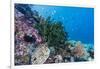 Profusion of hard and soft corals on Tengah Kecil Island, Komodo Nat'l Park, Flores Sea, Indonesia-Michael Nolan-Framed Photographic Print