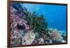 Profusion of hard and soft corals on Tengah Kecil Island, Komodo Nat'l Park, Flores Sea, Indonesia-Michael Nolan-Framed Photographic Print