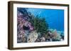 Profusion of hard and soft corals on Tengah Kecil Island, Komodo Nat'l Park, Flores Sea, Indonesia-Michael Nolan-Framed Photographic Print