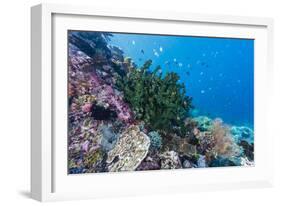 Profusion of hard and soft corals on Tengah Kecil Island, Komodo Nat'l Park, Flores Sea, Indonesia-Michael Nolan-Framed Photographic Print