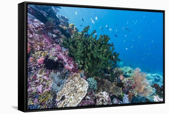 Profusion of hard and soft corals on Tengah Kecil Island, Komodo Nat'l Park, Flores Sea, Indonesia-Michael Nolan-Framed Stretched Canvas