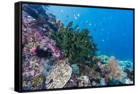 Profusion of hard and soft corals on Tengah Kecil Island, Komodo Nat'l Park, Flores Sea, Indonesia-Michael Nolan-Framed Stretched Canvas