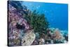 Profusion of hard and soft corals on Tengah Kecil Island, Komodo Nat'l Park, Flores Sea, Indonesia-Michael Nolan-Stretched Canvas