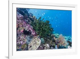 Profusion of hard and soft corals on Tengah Kecil Island, Komodo Nat'l Park, Flores Sea, Indonesia-Michael Nolan-Framed Photographic Print