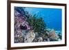 Profusion of hard and soft corals on Tengah Kecil Island, Komodo Nat'l Park, Flores Sea, Indonesia-Michael Nolan-Framed Photographic Print