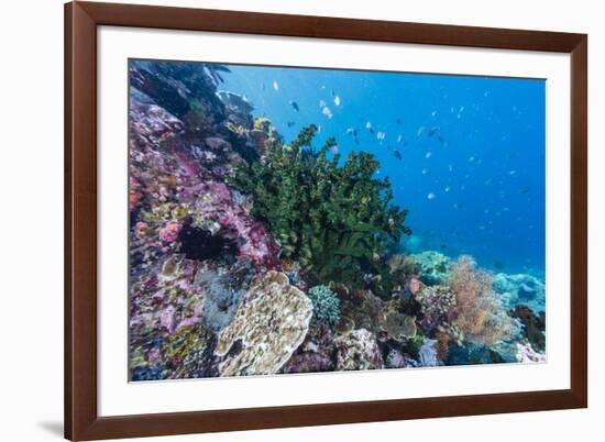 Profusion of hard and soft corals on Tengah Kecil Island, Komodo Nat'l Park, Flores Sea, Indonesia-Michael Nolan-Framed Photographic Print