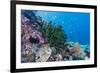 Profusion of hard and soft corals on Tengah Kecil Island, Komodo Nat'l Park, Flores Sea, Indonesia-Michael Nolan-Framed Photographic Print