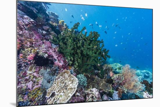 Profusion of hard and soft corals on Tengah Kecil Island, Komodo Nat'l Park, Flores Sea, Indonesia-Michael Nolan-Mounted Photographic Print