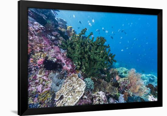 Profusion of hard and soft corals on Tengah Kecil Island, Komodo Nat'l Park, Flores Sea, Indonesia-Michael Nolan-Framed Photographic Print