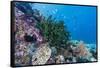 Profusion of hard and soft corals on Tengah Kecil Island, Komodo Nat'l Park, Flores Sea, Indonesia-Michael Nolan-Framed Stretched Canvas