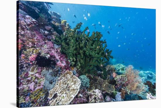 Profusion of hard and soft corals on Tengah Kecil Island, Komodo Nat'l Park, Flores Sea, Indonesia-Michael Nolan-Stretched Canvas