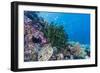 Profusion of hard and soft corals on Tengah Kecil Island, Komodo Nat'l Park, Flores Sea, Indonesia-Michael Nolan-Framed Premium Photographic Print