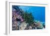 Profusion of hard and soft corals on Tengah Kecil Island, Komodo Nat'l Park, Flores Sea, Indonesia-Michael Nolan-Framed Premium Photographic Print