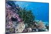 Profusion of hard and soft corals on Tengah Kecil Island, Komodo Nat'l Park, Flores Sea, Indonesia-Michael Nolan-Mounted Premium Photographic Print