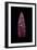 Projectile Point, Clovis Culture, 11,000 B.C.E.-null-Framed Premium Giclee Print