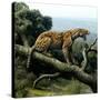 Promegantereon Sabre-tooth Cat, Artwork-Mauricio Anton-Stretched Canvas