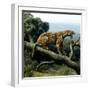 Promegantereon Sabre-tooth Cat, Artwork-Mauricio Anton-Framed Premium Photographic Print