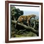 Promegantereon Sabre-tooth Cat, Artwork-Mauricio Anton-Framed Photographic Print