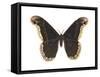 Promethea Moth (Callosamia Promethea), Insects-Encyclopaedia Britannica-Framed Stretched Canvas