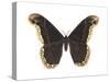 Promethea Moth (Callosamia Promethea), Insects-Encyclopaedia Britannica-Stretched Canvas