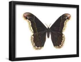 Promethea Moth (Callosamia Promethea), Insects-Encyclopaedia Britannica-Framed Poster