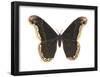 Promethea Moth (Callosamia Promethea), Insects-Encyclopaedia Britannica-Framed Poster