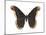 Promethea Moth (Callosamia Promethea), Insects-Encyclopaedia Britannica-Mounted Poster