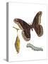 Promethea Moth, Caterpillar, and Pupae (Callosamia Promethea), Insects-Encyclopaedia Britannica-Stretched Canvas