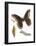 Promethea Moth, Caterpillar, and Pupae (Callosamia Promethea), Insects-Encyclopaedia Britannica-Framed Poster