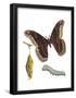 Promethea Moth, Caterpillar, and Pupae (Callosamia Promethea), Insects-Encyclopaedia Britannica-Framed Poster