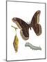 Promethea Moth, Caterpillar, and Pupae (Callosamia Promethea), Insects-Encyclopaedia Britannica-Mounted Poster