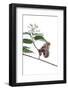 Promethea Moth Female on Gray Dogwood on White Background, Marion-Richard and Susan Day-Framed Photographic Print