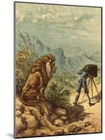 Promising Outlook, Lion Observes Photographer-Ernest Henry Griset-Mounted Photographic Print