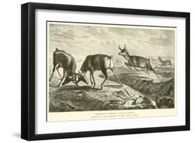 Prong-Horn Antelope, Antilocapra Americana-null-Framed Giclee Print