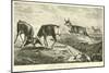 Prong-Horn Antelope, Antilocapra Americana-null-Mounted Giclee Print